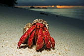 Hermit Crab on sand at sunset, front view - Seychelles Hermit Crab,Anomura spp,Arthropoda,Arthropods,Decapoda,Crayfish, Lobsters, Crabs,Common hermit crab,Crustacea,Animalia,Coastal,Omnivorous,Europe,Shore,Aquatic,Terrestrial,Pagurus,Common,Paguridae