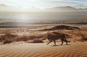 Cheetah walking through desert landscape at sunrise - Namibia, Africa Big cat,Cheetah,Acinonyx jubatus,Chordates,Chordata,Carnivores,Carnivora,Mammalia,Mammals,Felidae,Cats,Guépard,Chita,Guepardo,jubatus,Savannah,Appendix I,Africa,Acinonyx,Critically Endangered,Carnivo