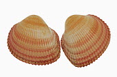 Hairy Cockle pair against a white background Bushveld land snail,Achatina immaculata