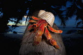 Hermit Crab on a coconut palm tree - Seychelles Hairy Cockle,Plagiocardium setosum,Arthropoda,Arthropods,Decapoda,Crayfish, Lobsters, Crabs,Common hermit crab,Crustacea,Animalia,Coastal,Omnivorous,Europe,Shore,Aquatic,Terrestrial,Pagurus,Common,Pag