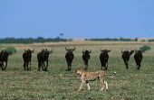 Cheetah walking in front of line of wildebeest - Kenya, Africa Big cat,Cheetah,Acinonyx jubatus,Chordates,Chordata,Carnivores,Carnivora,Mammalia,Mammals,Felidae,Cats,Guépard,Chita,Guepardo,jubatus,Savannah,Appendix I,Africa,Acinonyx,Critically Endangered,Carnivo