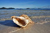 Triton's trumpet sea shell washed up on a beach - Seychelles shell,Close up,environment,ecosystem,Habitat,saltwater,Marine,saline,coast,Coastal,coast line,coastline,Macro,macrophotography,Aquatic,water,water body,exoskeleton,beaches,Beach,Triton's trumpet sea s