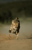 Cheetah sprinting fast towards camera - Africa Emma's Abalone,Haliotis emmae,Chordates,Chordata,Carnivores,Carnivora,Mammalia,Mammals,Felidae,Cats,Guépard,Chita,Guepardo,jubatus,Savannah,Appendix I,Africa,Acinonyx,Critically Endangered,Carnivorou
