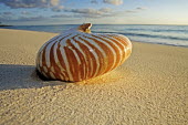 Nautilus shell washed up on a beach - Seychelles Triton's trumpet sea shell,Charonia tritonis