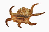 Chiragra spider conch against a white background Spotted hyaena,Crocuta crocuta