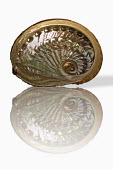 Emma's Abalone, on white background, digital composite Garden snail,Cantareus aspersus.
