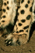 Close-up of cheetah feet showing non-retractable claws - Africa Emma's Abalone,Haliotis emmae,Chordates,Chordata,Carnivores,Carnivora,Mammalia,Mammals,Felidae,Cats,Guépard,Chita,Guepardo,jubatus,Savannah,Appendix I,Africa,Acinonyx,Critically Endangered,Carnivorou