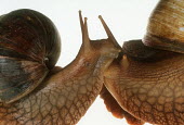 Close up of two bushveld land snails shot in a studio setting Bull mouth helmet,Cypraecassis rufa