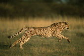Cheetah hunting - Africa Big cat,Cheetah,Acinonyx jubatus,Chordates,Chordata,Carnivores,Carnivora,Mammalia,Mammals,Felidae,Cats,Guépard,Chita,Guepardo,jubatus,Savannah,Appendix I,Africa,Acinonyx,Critically Endangered,Carnivo