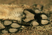 Close-up of cheetah feet showing non-retractable claws - Africa Bushveld land snail,Achatina immaculata,Chordates,Chordata,Carnivores,Carnivora,Mammalia,Mammals,Felidae,Cats,Guépard,Chita,Guepardo,jubatus,Savannah,Appendix I,Africa,Acinonyx,Critically Endangered,