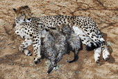 Cheetah mother with suckling cubs - Namibia, Africa Big cat,Cheetah,Acinonyx jubatus,Chordates,Chordata,Carnivores,Carnivora,Mammalia,Mammals,Felidae,Cats,Guépard,Chita,Guepardo,jubatus,Savannah,Appendix I,Africa,Acinonyx,Critically Endangered,Carnivo
