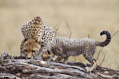 Cheetah female and cub scent marking - Kenya, Africa Big cat,Cheetah,Acinonyx jubatus,Chordates,Chordata,Carnivores,Carnivora,Mammalia,Mammals,Felidae,Cats,Guépard,Chita,Guepardo,jubatus,Savannah,Appendix I,Africa,Acinonyx,Critically Endangered,Carnivo
