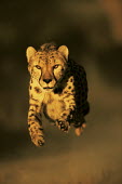 Cheetah hunting, running towards camera - Africa Big cat,Cheetah,Acinonyx jubatus,Chordates,Chordata,Carnivores,Carnivora,Mammalia,Mammals,Felidae,Cats,Guépard,Chita,Guepardo,jubatus,Savannah,Appendix I,Africa,Acinonyx,Critically Endangered,Carnivo