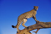 Cheetah using termite mound and branch as a vantage point - Africa Big cat,Cheetah,Acinonyx jubatus,Chordates,Chordata,Carnivores,Carnivora,Mammalia,Mammals,Felidae,Cats,Guépard,Chita,Guepardo,jubatus,Savannah,Appendix I,Africa,Acinonyx,Critically Endangered,Carnivo