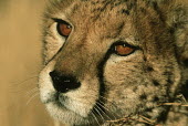 Young cheetah portrait - Africa Big cat,Cheetah,Acinonyx jubatus,Chordates,Chordata,Carnivores,Carnivora,Mammalia,Mammals,Felidae,Cats,Guépard,Chita,Guepardo,jubatus,Savannah,Appendix I,Africa,Acinonyx,Critically Endangered,Carnivo