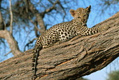 Two month old leopard cub resting in a tree - Africa Big cat,Cheetah,Acinonyx jubatus,Chordates,Chordata,Felidae,Cats,Mammalia,Mammals,Carnivores,Carnivora,Pantera,Léopard,Panthère,Leopardo,Temperate,Savannah,Asia,Appendix I,Carnivorous,Panthera,Near