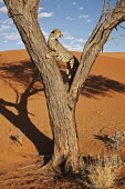 Cheetah climbing a tree in desert landscape - Namibia, Africa Big cat,Cheetah,Acinonyx jubatus,Chordates,Chordata,Carnivores,Carnivora,Mammalia,Mammals,Felidae,Cats,Guépard,Chita,Guepardo,jubatus,Savannah,Appendix I,Africa,Acinonyx,Critically Endangered,Carnivo