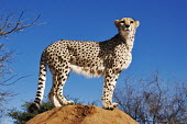 Female cheetah standing on a termite mound - Namibia, Africa Big cat,Leopard,Panthera pardus,Chordates,Chordata,Carnivores,Carnivora,Mammalia,Mammals,Felidae,Cats,Guépard,Chita,Guepardo,jubatus,Savannah,Appendix I,Africa,Acinonyx,Critically Endangered,Carnivor