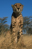 Cheetah portrait - Africa Big cat,Cheetah,Acinonyx jubatus,Chordates,Chordata,Carnivores,Carnivora,Mammalia,Mammals,Felidae,Cats,Guépard,Chita,Guepardo,jubatus,Savannah,Appendix I,Africa,Acinonyx,Critically Endangered,Carnivo