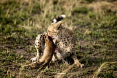 Sub-adult cheetah cub practises killing young Thompson's gazelle - Kenya, Africa Big cat,Cheetah,Acinonyx jubatus,Chordates,Chordata,Carnivores,Carnivora,Mammalia,Mammals,Felidae,Cats,Guépard,Chita,Guepardo,jubatus,Savannah,Appendix I,Africa,Acinonyx,Critically Endangered,Carnivo