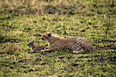 Sub-adult cheetah cub practises killing young Thompson's gazelle - Kenya, Africa Big cat,Cheetah,Acinonyx jubatus,Chordates,Chordata,Carnivores,Carnivora,Mammalia,Mammals,Felidae,Cats,Guépard,Chita,Guepardo,jubatus,Savannah,Appendix I,Africa,Acinonyx,Critically Endangered,Carnivo