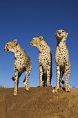 Cheetahs using termite mound as a vantage point - Africa Big cat,Cheetah,Acinonyx jubatus,Chordates,Chordata,Carnivores,Carnivora,Mammalia,Mammals,Felidae,Cats,Guépard,Chita,Guepardo,jubatus,Savannah,Appendix I,Africa,Acinonyx,Critically Endangered,Carnivo