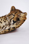 Cheetah with a paw covering its eye. Studio shot with a white background - Africa Big cat,Cheetah,Acinonyx jubatus,Chordates,Chordata,Carnivores,Carnivora,Mammalia,Mammals,Felidae,Cats,Guépard,Chita,Guepardo,jubatus,Savannah,Appendix I,Africa,Acinonyx,Critically Endangered,Carnivo