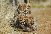 Cheetah cubs playing - Namibia, Africa Big cat,Cheetah,Acinonyx jubatus,Chordates,Chordata,Carnivores,Carnivora,Mammalia,Mammals,Felidae,Cats,Guépard,Chita,Guepardo,jubatus,Savannah,Appendix I,Africa,Acinonyx,Critically Endangered,Carnivo
