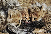 Cheetah cubs feeding on a guinefowl - Namibia, Africa Big cat,Cheetah,Acinonyx jubatus,Chordates,Chordata,Carnivores,Carnivora,Mammalia,Mammals,Felidae,Cats,Guépard,Chita,Guepardo,jubatus,Savannah,Appendix I,Africa,Acinonyx,Critically Endangered,Carnivo