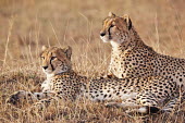 Pair of cheetahs lying in the grass - Kenya, Africa Big cat,Cheetah,Acinonyx jubatus,Chordates,Chordata,Carnivores,Carnivora,Mammalia,Mammals,Felidae,Cats,Guépard,Chita,Guepardo,jubatus,Savannah,Appendix I,Africa,Acinonyx,Critically Endangered,Carnivo