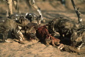 African wild dog pups feeding - Sub-Saharan Africa Ethiopian Wolf,Canis simensis,Carnivores,Carnivora,Mammalia,Mammals,Chordates,Chordata,Dog, Coyote, Wolf, Fox,Canidae,painted hunting dog,Cape hunting dog,Lycaon,Licaon,Cynhyene,Loup-peint,Savannah,Ca
