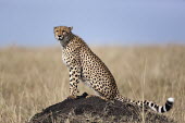 Cheetah sitting on a termite mound in grassland - Africa African Wild Dog,Lycaon pictus,Chordates,Chordata,Carnivores,Carnivora,Mammalia,Mammals,Felidae,Cats,Guépard,Chita,Guepardo,jubatus,Savannah,Appendix I,Africa,Acinonyx,Critically Endangered,Carnivoro