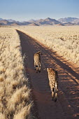 Pair of cheetahs walking down dirt road - Namibia, Africa Big cat,Cheetah,Acinonyx jubatus,Chordates,Chordata,Carnivores,Carnivora,Mammalia,Mammals,Felidae,Cats,Guépard,Chita,Guepardo,jubatus,Savannah,Appendix I,Africa,Acinonyx,Critically Endangered,Carnivo