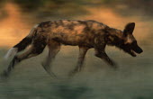 African wild dog running quickly - Sub-Saharan Africa African Wild Dog,Lycaon pictus,Carnivores,Carnivora,Mammalia,Mammals,Chordates,Chordata,Dog, Coyote, Wolf, Fox,Canidae,painted hunting dog,Cape hunting dog,Lycaon,Licaon,Cynhyene,Loup-peint,Savannah,C