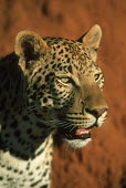 Leopard portrait - Africa Big cat,Cheetah,Acinonyx jubatus,Chordates,Chordata,Felidae,Cats,Mammalia,Mammals,Carnivores,Carnivora,Pantera,Léopard,Panthère,Leopardo,Temperate,Savannah,Asia,Appendix I,Carnivorous,Panthera,Near