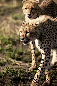 Sub-adult cheetah cubs practise hunting - Kenya, Africa Big cat,Cheetah,Acinonyx jubatus,Chordates,Chordata,Carnivores,Carnivora,Mammalia,Mammals,Felidae,Cats,Guépard,Chita,Guepardo,jubatus,Savannah,Appendix I,Africa,Acinonyx,Critically Endangered,Carnivo