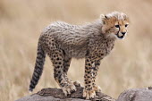 Cheetah cub standing on a rock - Kenya, Africa African Wild Dog,Lycaon pictus,Chordates,Chordata,Carnivores,Carnivora,Mammalia,Mammals,Felidae,Cats,Guépard,Chita,Guepardo,jubatus,Savannah,Appendix I,Africa,Acinonyx,Critically Endangered,Carnivoro