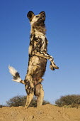 African wild dog standing on hind legs - Sub-Saharan Africa Big cat,Cheetah,Acinonyx jubatus,Carnivores,Carnivora,Mammalia,Mammals,Chordates,Chordata,Dog, Coyote, Wolf, Fox,Canidae,painted hunting dog,Cape hunting dog,Lycaon,Licaon,Cynhyene,Loup-peint,Savannah