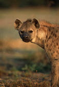 Spotted hyaena portrait looking at camera - Okovango Delta, Botswana, Africa Spotted hyaena,Crocuta crocuta,Chordates,Chordata,Hyaenidae,Hyenas, Aardwolves,Carnivores,Carnivora,Mammalia,Mammals,laughing hyena,laughing hyaena,spotted hyena,Savannah,crocuta,Carnivorous,Least Con