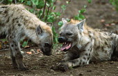 Pair of Spotted hyaenas - Sub-Saharan Africa Big cat,Cheetah,Acinonyx jubatus,Chordates,Chordata,Hyaenidae,Hyenas, Aardwolves,Carnivores,Carnivora,Mammalia,Mammals,laughing hyena,laughing hyaena,spotted hyena,Savannah,crocuta,Carnivorous,Least C