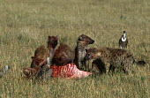 Spotted hyaenas and vulture at kill - Kenya, Africa African Wild Dog,Lycaon pictus,Chordates,Chordata,Hyaenidae,Hyenas, Aardwolves,Carnivores,Carnivora,Mammalia,Mammals,laughing hyena,laughing hyaena,spotted hyena,Savannah,crocuta,Carnivorous,Least Con