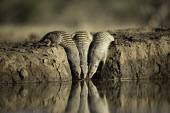 Group of yellow mongoose drinking at a waterhole - Southern Africa Spotted hyaena,Crocuta crocuta,Carnivores,Carnivora,Chordates,Chordata,Herpestidae,Mongooses, Meerkat,Mammalia,Mammals,Animalia,Terrestrial,Scrub,Carnivorous,Africa,Cynictis,Grassland,Savannah,IUCN Re