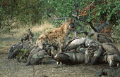 Spotted hyaenas with vultures scavenging at elephant carcass - Botswana, Africa Spotted hyaena,Crocuta crocuta,Chordates,Chordata,Hyaenidae,Hyenas, Aardwolves,Carnivores,Carnivora,Mammalia,Mammals,laughing hyena,laughing hyaena,spotted hyena,Savannah,crocuta,Carnivorous,Least Con