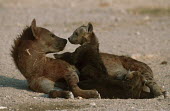 Spotted hyaena adult with cubs - Kenya, Africa Spotted hyaena,Crocuta crocuta,Chordates,Chordata,Hyaenidae,Hyenas, Aardwolves,Carnivores,Carnivora,Mammalia,Mammals,laughing hyena,laughing hyaena,spotted hyena,Savannah,crocuta,Carnivorous,Least Con