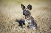 African wild dog sitting in grassland - Kenya, Africa Big cat,Leopard,Panthera pardus,Carnivores,Carnivora,Mammalia,Mammals,Chordates,Chordata,Dog, Coyote, Wolf, Fox,Canidae,painted hunting dog,Cape hunting dog,Lycaon,Licaon,Cynhyene,Loup-peint,Savannah,