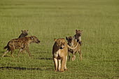 Spotted hyaena mobbing lion at kill - Kenya, Africa Meerkat,Suricata suricatta,Chordates,Chordata,Hyaenidae,Hyenas, Aardwolves,Carnivores,Carnivora,Mammalia,Mammals,laughing hyena,laughing hyaena,spotted hyena,Savannah,crocuta,Carnivorous,Least Concern