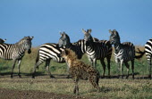 Spotted hyaena walking in front of line of zebra - Kenya, Africa Spotted hyaena,Crocuta crocuta,Chordates,Chordata,Hyaenidae,Hyenas, Aardwolves,Carnivores,Carnivora,Mammalia,Mammals,laughing hyena,laughing hyaena,spotted hyena,Savannah,crocuta,Carnivorous,Least Con