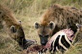 Spotted hyaena at zebra kill - Kenya, Africa Meerkat,Suricata suricatta,Chordates,Chordata,Hyaenidae,Hyenas, Aardwolves,Carnivores,Carnivora,Mammalia,Mammals,laughing hyena,laughing hyaena,spotted hyena,Savannah,crocuta,Carnivorous,Least Concern