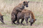 Spotted hyaena mating - Kenya, Africa Cape fur seal,Arctocephalus pusillus,Chordates,Chordata,Hyaenidae,Hyenas, Aardwolves,Carnivores,Carnivora,Mammalia,Mammals,laughing hyena,laughing hyaena,spotted hyena,Savannah,crocuta,Carnivorous,Lea
