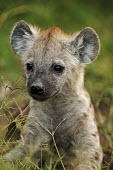 Spotted hyaena portrait of young pup - Kenya, Africa Big cat,Leopard,Panthera pardus,Chordates,Chordata,Hyaenidae,Hyenas, Aardwolves,Carnivores,Carnivora,Mammalia,Mammals,laughing hyena,laughing hyaena,spotted hyena,Savannah,crocuta,Carnivorous,Least Co